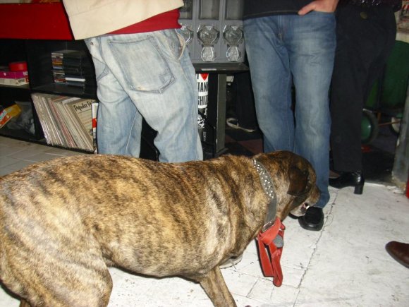 ROAD DOG checking out the crowd.