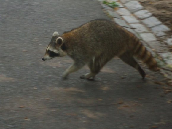 RACCOON